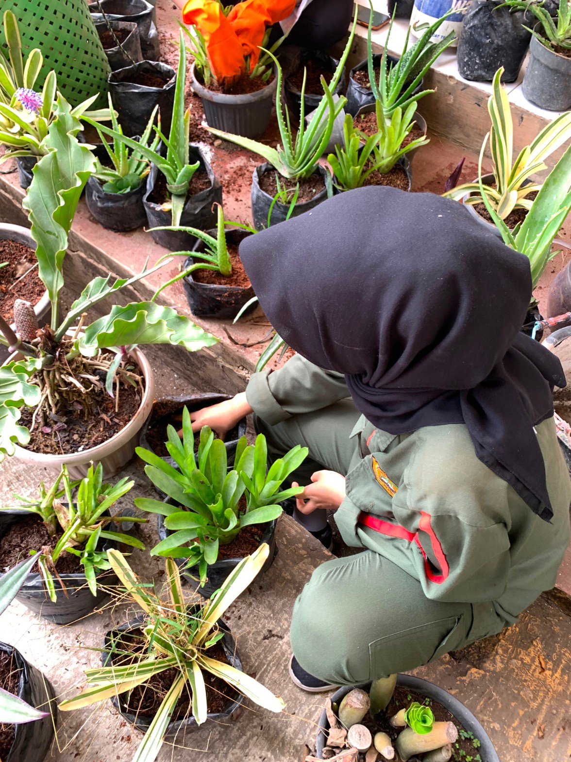 Siswi ATPH SMKN 1 Rongga fokus mengganti media tanam pot aloe vera dan tanaman hias lainnya
