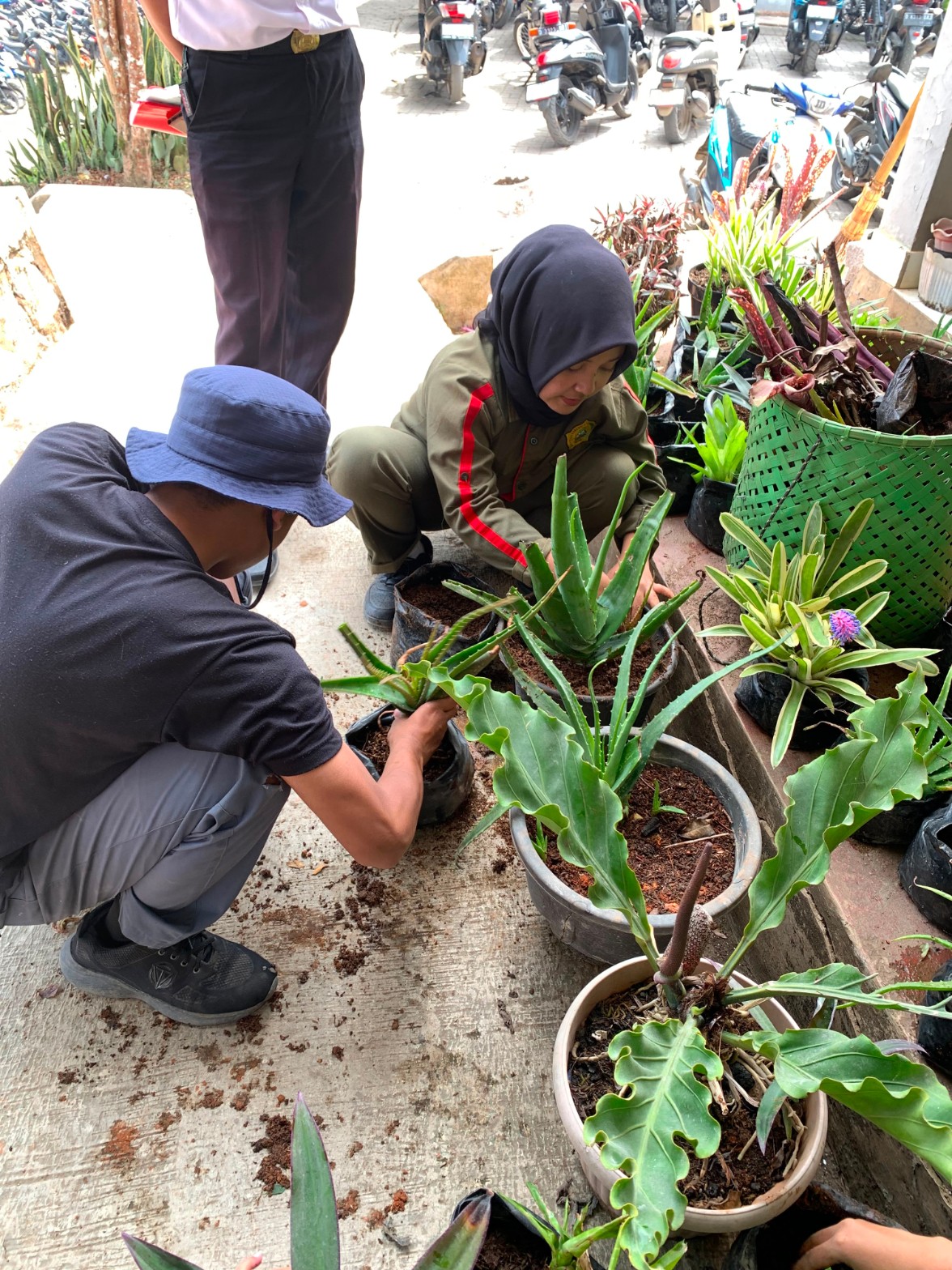 Dua siswa ATPH SMKN 1 Rongga bekerja sama mengganti media tanam kaktus dan aloe vera
