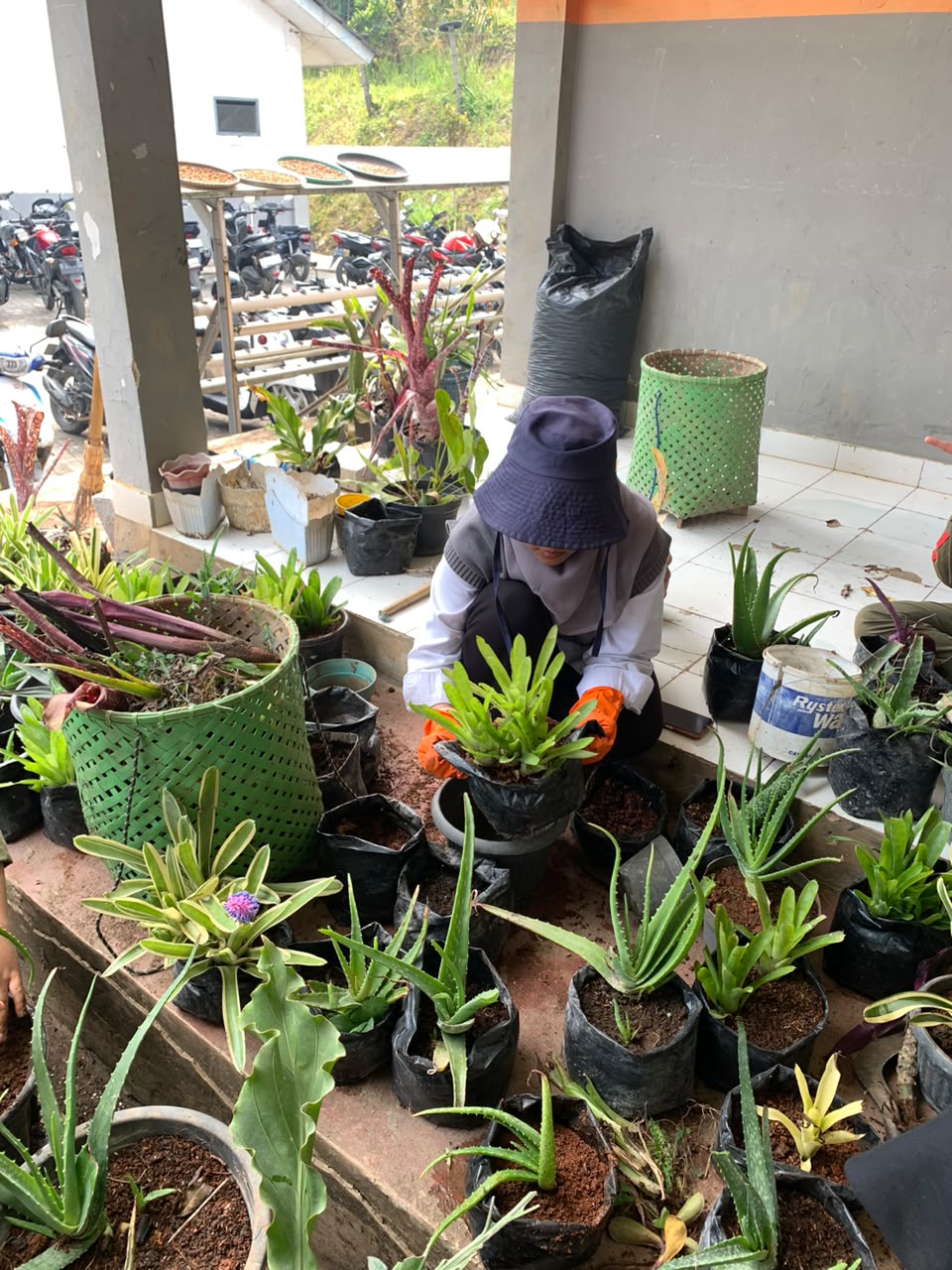 Siswi ATPH SMKN 1 Rongga mengganti media tanam untuk pot staghorn fern dan koleksi tanaman hias lainnya