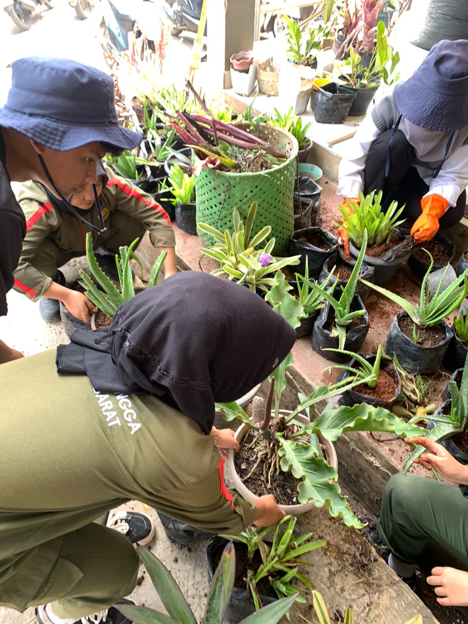 Deretan pot aloe vera, tanaman hias, dan bunga yang sedang diperbarui media tanamnya oleh siswa ATPH SMKN 1 Rongga