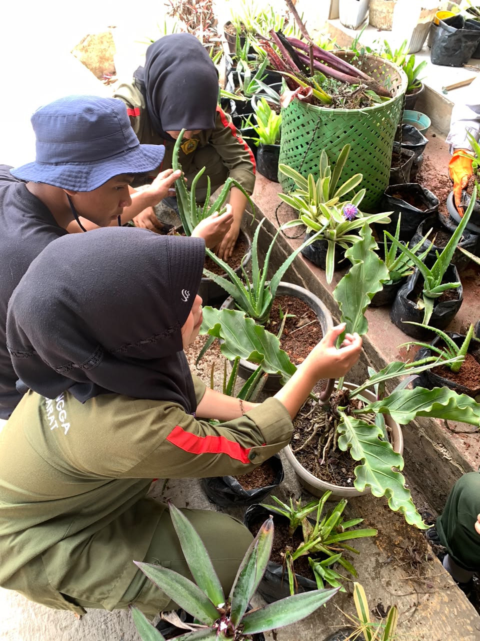 Siswi ATPH SMKN 1 Rongga mengenakan sarung tangan oranye saat mengganti media tanam tanaman hias