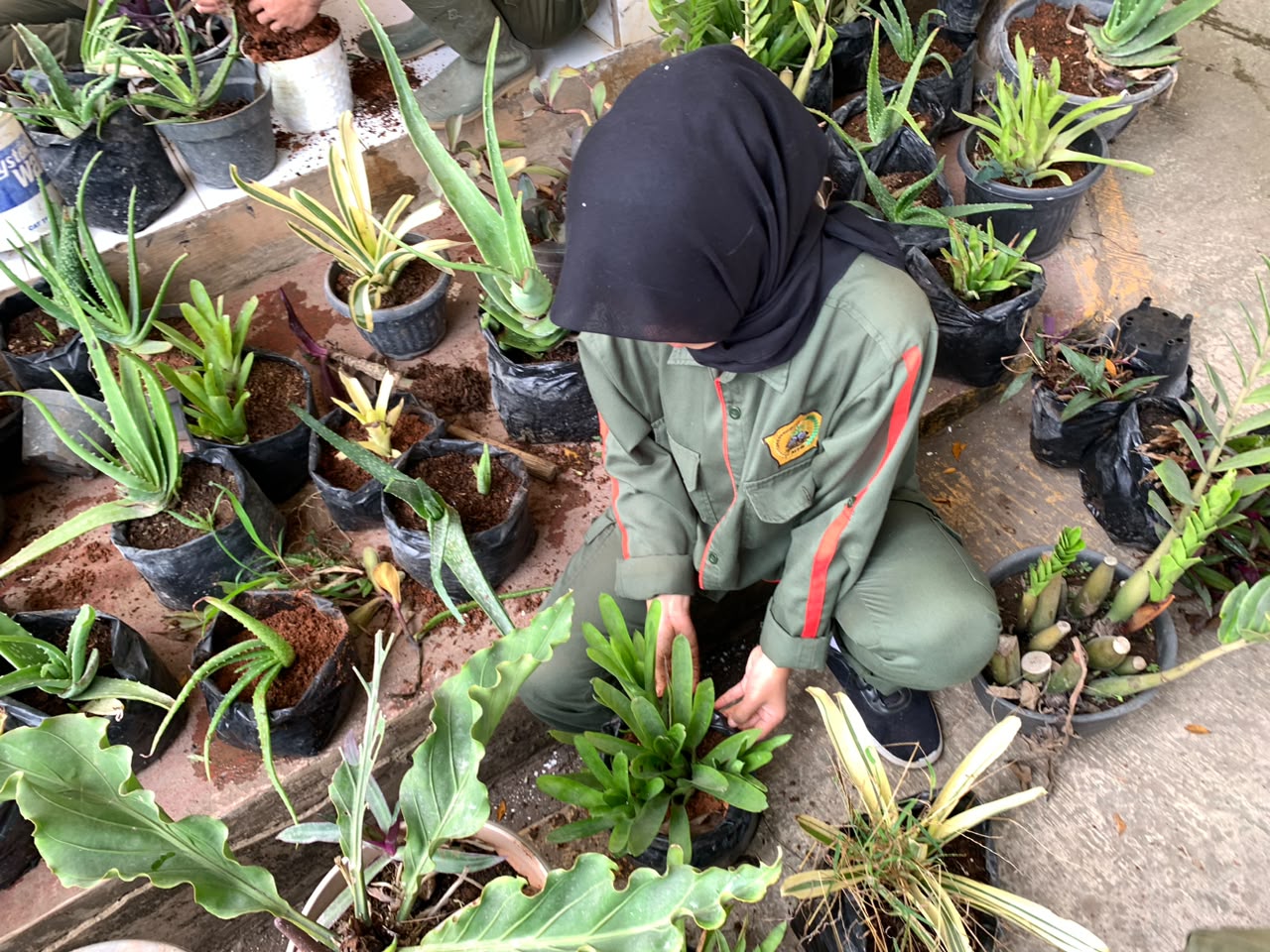 Siswi ATPH SMKN 1 Rongga mencampur media tanam baru untuk pot tanaman hias di teras sekolah